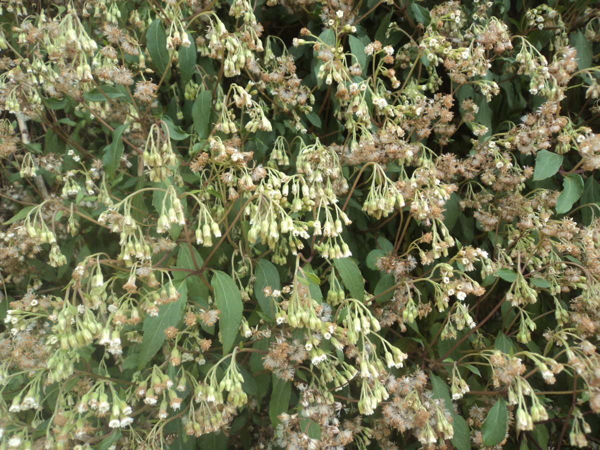 Ageratina riparia (Regel) R.M.King & H.Rob.